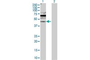 Western Blot analysis of DUSP6 expression in transfected 293T cell line by DUSP6 MaxPab polyclonal antibody.