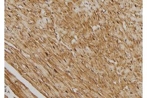 ABIN6275415 at 1/100 staining Rat heart tissue by IHC-P. (SSH3 Antikörper  (Internal Region))