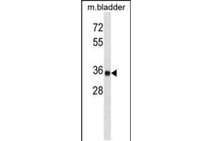 Western blot analysis in mouse bladder tissue lysates (35ug/lane). (ISL1 Antikörper  (AA 156-185))