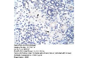 Human kidney (ZBTB38 Antikörper  (N-Term))
