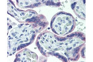 Anti-OR51E1 antibody IHC of human placenta. (OR51E1 Antikörper  (AA 79-141))