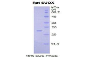 SDS-PAGE analysis of Rat Sulfite Oxidase Protein. (SUOX Protein)