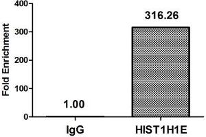 Chromatin Immunoprecipitation Hela (4*10 6 , treated with 30 mM sodium butyrate for 4h) were treated with Micrococcal Nuclease, sonicated, and immunoprecipitated with 8 μg anti-HIST1H1E (ABIN7139177) or a control normal rabbit IgG. (HIST1H1E Antikörper  (acLys33))