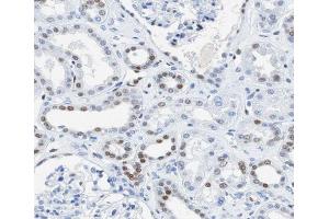 ABIN6266711 at 1/100 staining human kidney tissue sections by IHC-P. (AKAP8 Antikörper  (Internal Region))