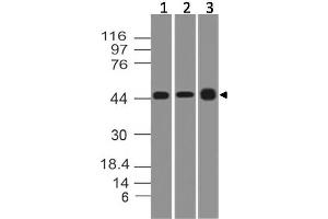 Image no. 1 for anti-Thymic Stromal Lymphopoietin (TSLP) antibody (ABIN5027780) (Thymic Stromal Lymphopoietin Antikörper)