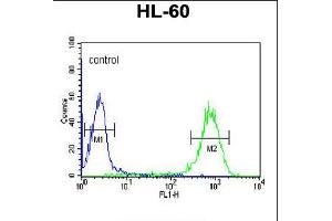 Flow cytometric analysis of HL-60 cells (right histogram) compared to a negative control cell (left histogram). (DLK2 Antikörper  (C-Term))