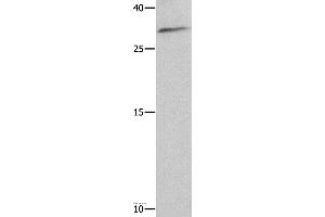 Western blot analysis of 293T cell , using NAIF1 Polyclonal Antibody at dilution of 1:750 (NAIF1 Antikörper)
