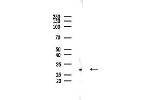 anti-Transcription Elongation Factor A (SII)-Like 2 (TCEAL2) antibody