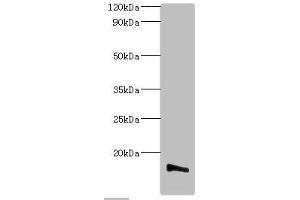 Western blot All lanes: Transmembrane protein 14B antibody at 2 μg/mL + K562 whole cell lysate Secondary Goat polyclonal to rabbit IgG at 1/10000 dilution Predicted band size: 13, 9 kDa Observed band size: 13 kDa (TMEM14B Antikörper  (AA 1-114))
