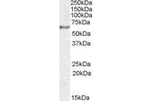Synaptotagmin I (SYT1) peptide