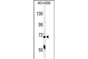 Western blot analysis in NCI-H292 cell line lysates (35ug/lane). (USP49 Antikörper  (N-Term))