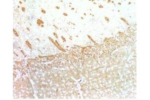 Mouse brain tissue was stained by Anti-Relaxin-3 /INSL-7 B- Chain. (Relaxin 3 Antikörper  (Chain B))