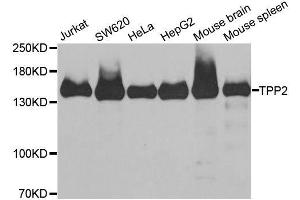 Western blot analysis of extracts of various cell lines, using TPP2 antibody. (Tpp2 Antikörper  (AA 1-300))