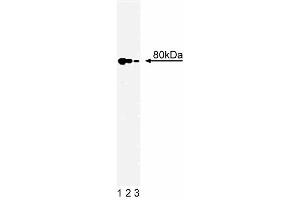 Western Blotting (WB) image for anti-X-Ray Repair Complementing Defective Repair in Chinese Hamster Cells 5 (Double-Strand-Break Rejoining) (XRCC5) (AA 103-315) antibody (ABIN968493)