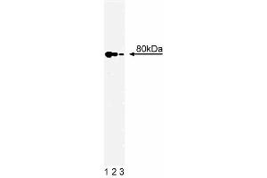 Western blot analysis of Ku80 on a A431 cell lysate (Human epithelial carcinoma, ATCC CRL-1555). (XRCC5 Antikörper  (AA 103-315))