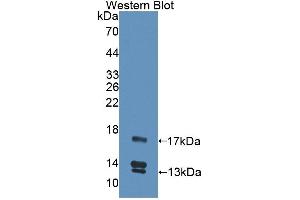 Detection of Recombinant UCN2, Human using Polyclonal Antibody to Urocortin 2 (UCN2) (Urocortin 2 Antikörper  (AA 20-112))