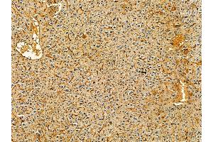 ABIN7095539 and ABIN7099596 at 1/100 staining mouse liver tissue by IHC-P.