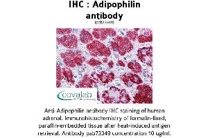 Image no. 1 for anti-Perilipin 2 (PLIN2) (AA 28-281) antibody (ABIN1731557) (ADRP Antikörper  (AA 28-281))