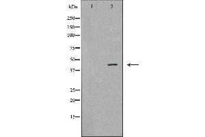 Western blot analysis of Mouse liver tissue lysates, using GLUL Antibody. (GLUL Antikörper  (C-Term))