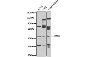 Western blot analysis of extracts of various cell lines, using SETD8 antibody (ABIN4905138) at 1:1000 dilution. (SETD8 Antikörper)