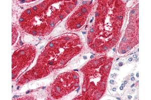 Anti-DPEP1 antibody IHC of human kidney. (DPEP1 Antikörper  (N-Term))