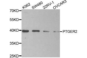 Western blot analysis of extracts of various cell lines, using PTGER2 antibody. (PTGER2 Antikörper)
