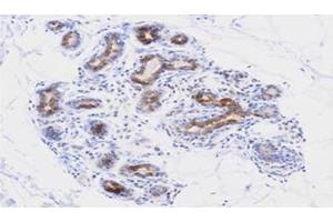 Immunohistochemistry (IHC) image for anti-Apoptosis, Caspase Activation Inhibitor (AVEN) (AA 254-362) antibody (ABIN336089) (AVEN Antikörper  (AA 254-362))