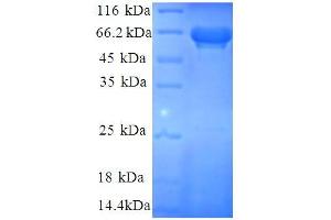 SDS-PAGE (SDS) image for Eukaryotic Translation Initiation Factor 3 Subunit F (EIF3F) (AA 1-323), (partial) protein (GST tag) (ABIN5712275)