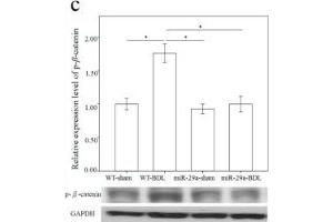 Western Blotting (WB) image for anti-Glyceraldehyde-3-Phosphate Dehydrogenase (GAPDH) antibody (ABIN2857072)