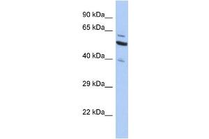 Western Blotting (WB) image for anti-Sec1 Family Domain Containing 1 (SCFD1) (C-Term) antibody (ABIN2505190) (SCFD1 Antikörper  (C-Term))