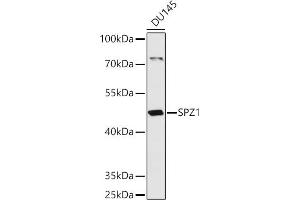 Western blot analysis of extracts of DU145 cells, using SPZ1 antibody (ABIN7270527) at 1:1000 dilution. (SPZ1 Antikörper  (AA 1-430))