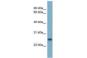 WB Suggested Anti-NTF5 Antibody Titration: 0. (Neurotrophin 4 Antikörper  (N-Term))