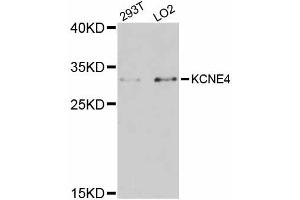 Western blot analysis of extracts of various cell lines, using KCNE4 antibody (ABIN5998032) at 1:3000 dilution. (KCNE4 Antikörper)