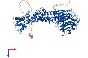 KLHL13 Protein (AA 1-655) (His tag)