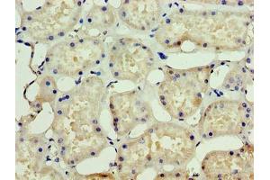Immunohistochemistry of paraffin-embedded human kidney tissue using ABIN7169765 at dilution of 1:100