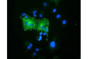 Immunofluorescence (IF) image for anti-Oxysterol Binding Protein-Like 11 (OSBPL11) antibody (ABIN1499921) (OSBPL11 Antikörper)