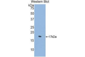 Western Blotting (WB) image for anti-Sema Domain, Immunoglobulin Domain (Ig), Transmembrane Domain (TM) and Short Cytoplasmic Domain, (Semaphorin) 4D (SEMA4D) (AA 502-636) antibody (ABIN1860524) (SEMA4D/CD100 Antikörper  (AA 502-636))