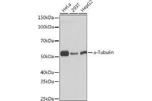 Western blot analysis of extracts of various cell lines, using α-Tubulin Rabbit mAb (ABIN7271036) at 1:1000 dilution. (TUBA4A Antikörper)