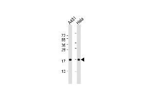 All lanes : Anti-IA Antibody (N-term) at 1:1000 dilution Lane 1: A431 whole cell lysate Lane 2: Hela whole cell lysate Lysates/proteins at 20 μg per lane. (PPIA Antikörper  (N-Term))
