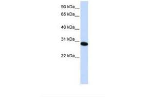 Image no. 1 for anti-PHD Finger Protein 19 (PHF19) (C-Term) antibody (ABIN6739282) (PHF19 Antikörper  (C-Term))