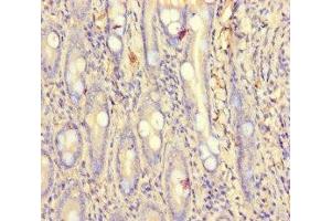 Immunohistochemistry of paraffin-embedded human small intestine tissue using ABIN7164149 at dilution of 1:100 (PCF11 Antikörper  (AA 409-604))