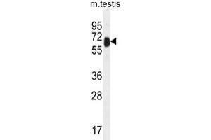 TTC39B Antibody (C-term) western blot analysis in mouse testis tissue lysates (35 µg/lane). (TTC39B Antikörper  (C-Term))