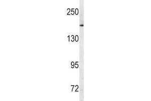 Western blot analysis of MRP1 antibody and human Ramos lysate.