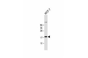 Anti-IER3 Antibody (N-term) at 1:1000 dilution + MCF-7 whole cell lysate Lysates/proteins at 20 μg per lane. (IER3 Antikörper  (N-Term))