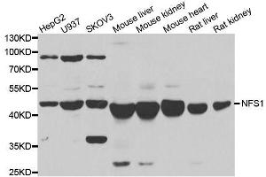 Western blot analysis of extracts of various cell lines, using NFS1 antibody. (NFS1 Antikörper  (AA 208-457))