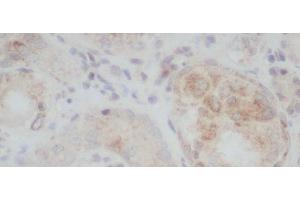 Immunohistochemistry of paraffin-embedded Rat kidney using ERG Polyclonal Antibody at dilution of 1:50 (ERG Antikörper)