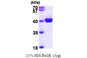 SDS-PAGE (SDS) image for WD Repeat Domain 5 (WDR5) (AA 1-334) protein (His tag) (ABIN667153)
