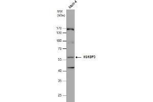 WB Image HS1BP3 antibody detects HS1BP3 protein by western blot analysis. (HS1BP3 Antikörper  (C-Term))