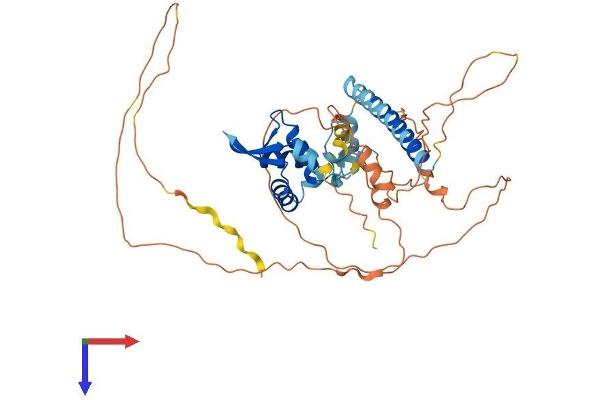 FOXP3 Protein (AA 1-429) (His tag)