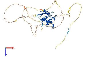 IRF2 Protein (AA 1-349) (His tag)